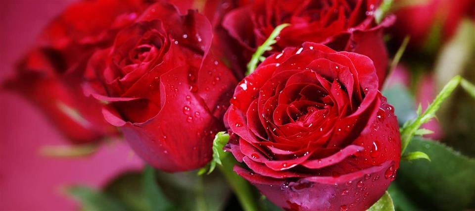 Valentine's Flowers by Zinnia