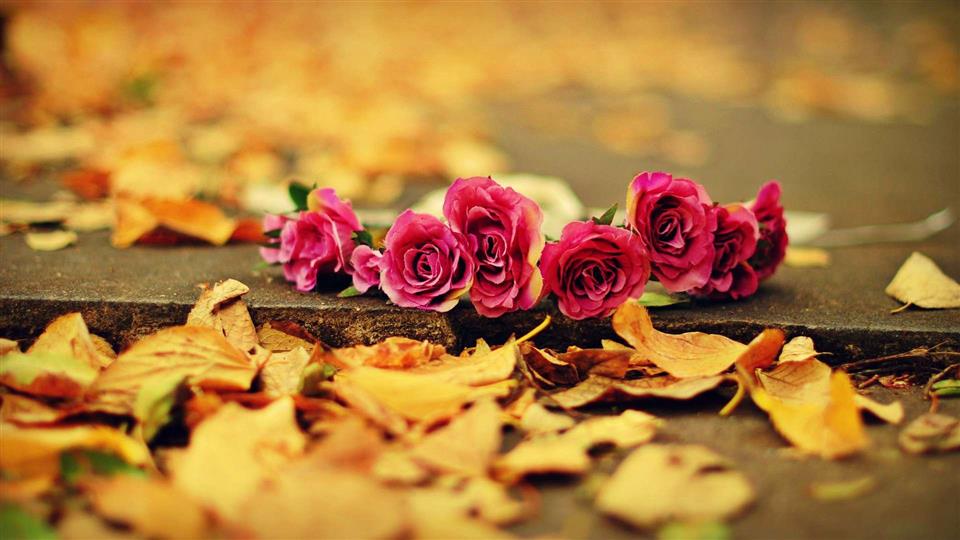 Zinnia Florist