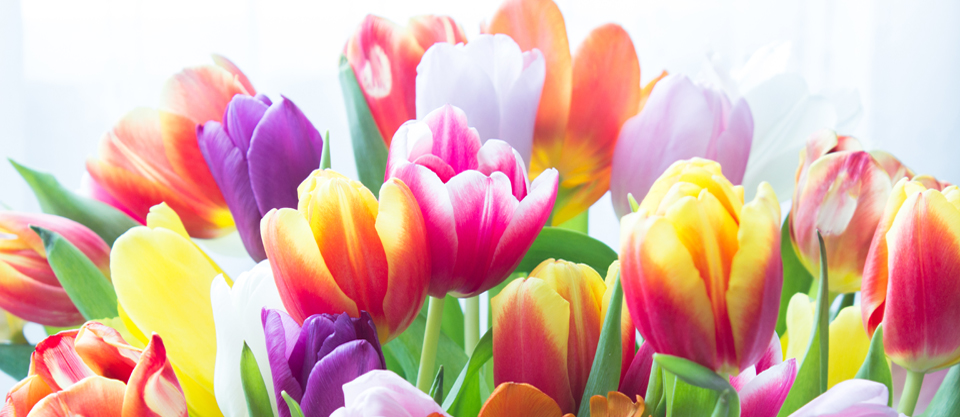 Spring Flowers by Zinnia